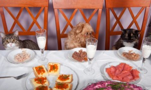 Natural Dog & Cat Food Natural Dog & Cat Food