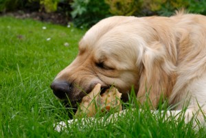 Raw Diet for Pets Raw Diet for Pets