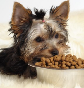 What to Look for When Purchasing Natural Pet Food What to Look for When Purchasing Natural Pet Food