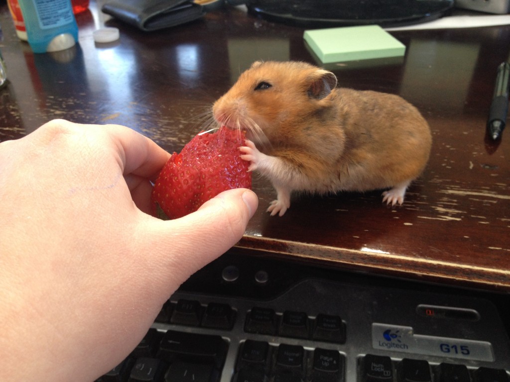 Proper Hamster Care: Caring for Your New Hamster Proper Hamster Care: Caring for Your New Hamster