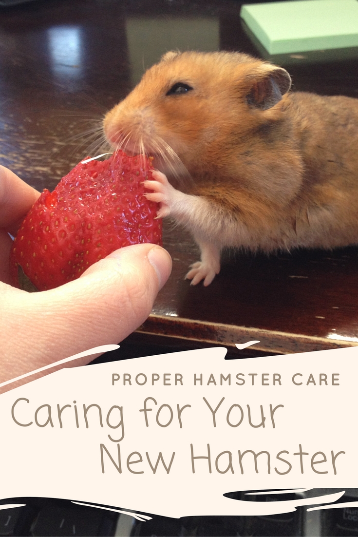Golden Hamster Information and Tips for Caring for One