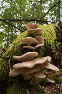 Oyster Mushrooms