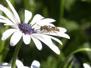 Bugging Out Over Bugs: Top 10 Bug Phobias Bugging Out Over Bugs: Top 10 Bug Phobias