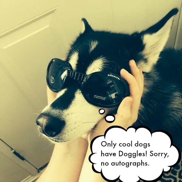 Doggles Cool Dog