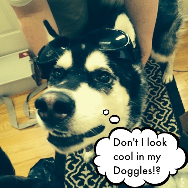 Doggles