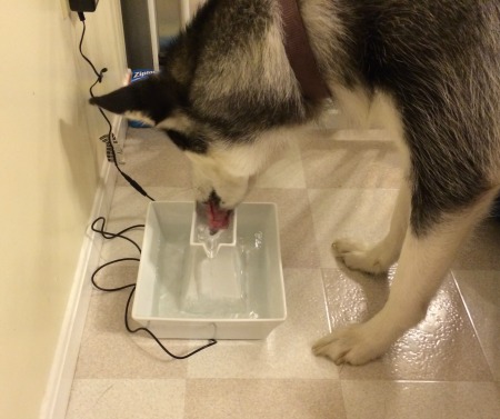 Looking for a way to encourage your pets to drink more water? Check out our Drinkwell Pagoda Fountain Review here & see why we love this fountain! 