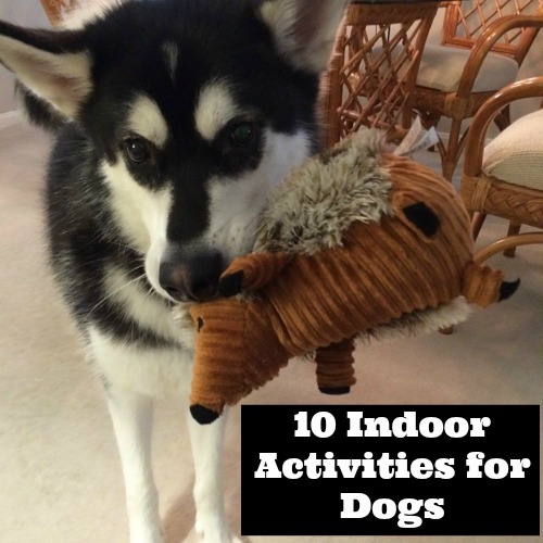 10 Indoor Activities for Dogs