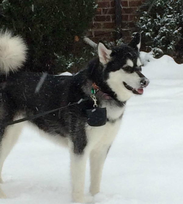 10 Winter Safety Tips for Dogs 2