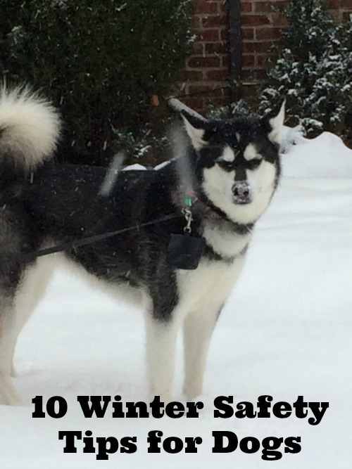 10 Winter Safety Tips for Dogs