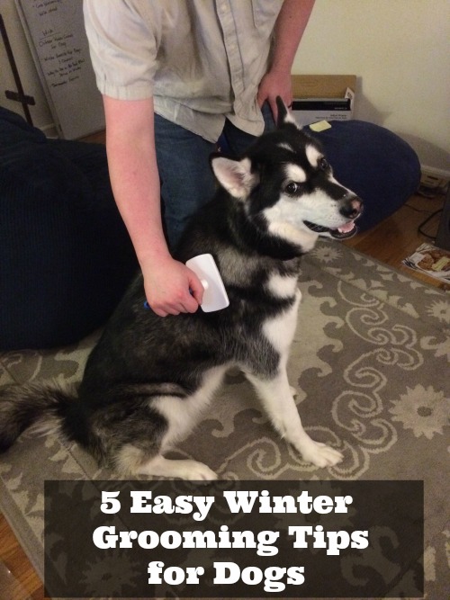 5 Easy Winter Grooming Tips for Dogs