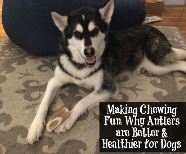 Making Chewing Fun Why Antlers are Better & Healthier for Dogs