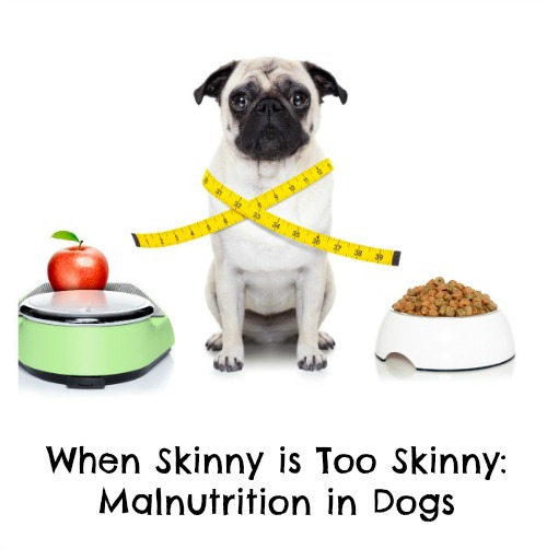 When Skinny is Too Skinny Malnutrition in Dogs