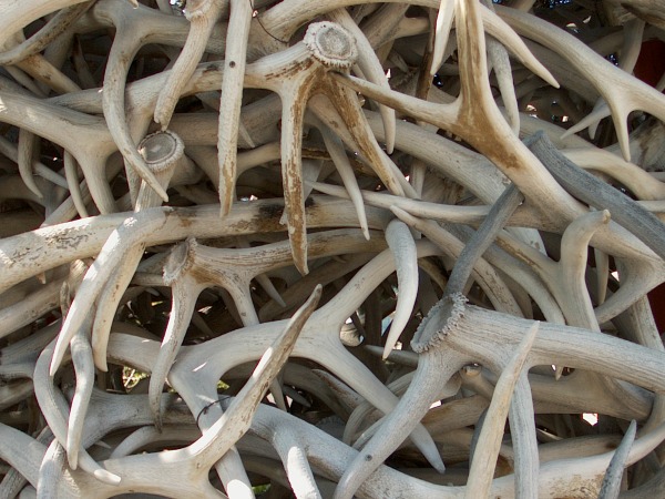 batch of elk antlers