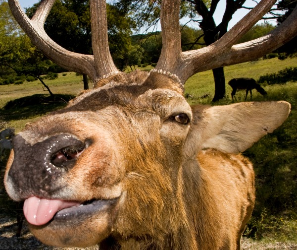 elk head