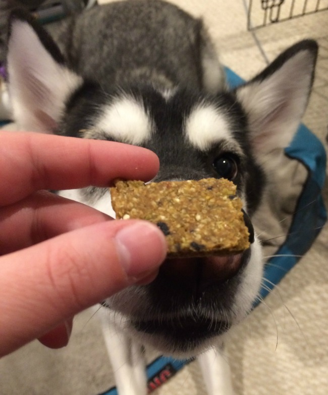 Smart Cookie Dog Treats 4