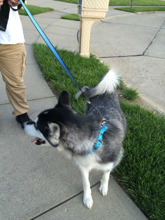 thunder leash retractable