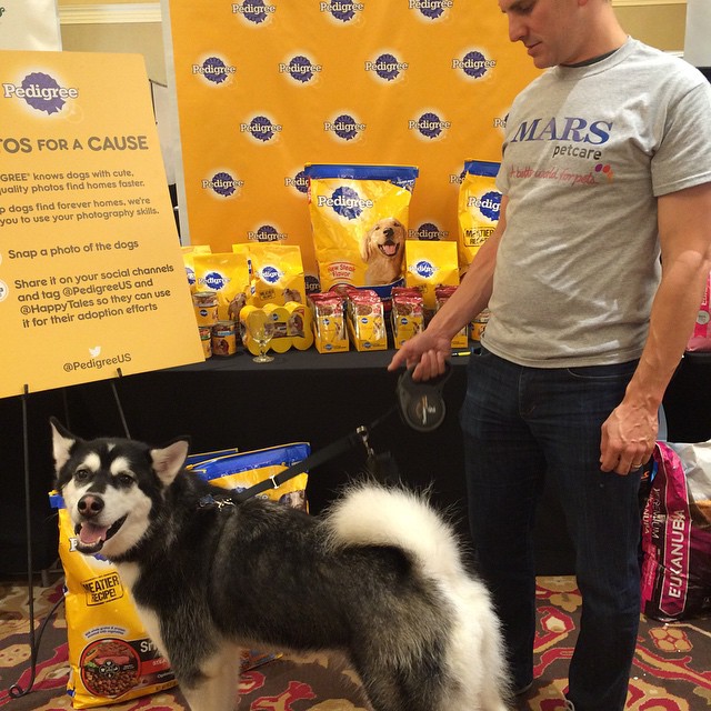 BlogPaws Mars Pedigree