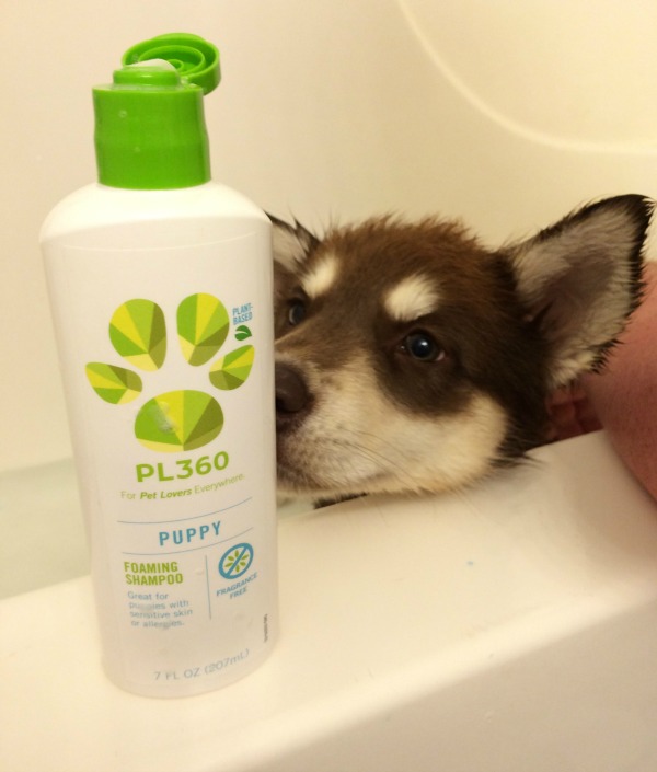 Looking for gentle, all natural puppy shampoo? See what we think of PL360 Puppy Foaming Shampoo here! 