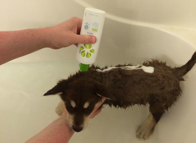 Looking for gentle, all natural puppy shampoo? See what we think of PL360 Puppy Foaming Shampoo here! 
