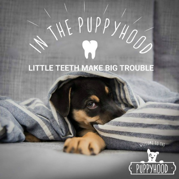 Puppyhood-In-the-Puppyhood