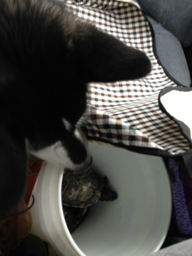 Reya being protective of Isis & Lazarus as we go on vacation to Grandma's!