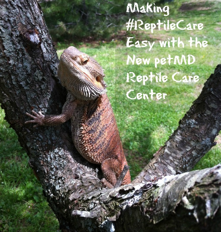 Reptile care 1