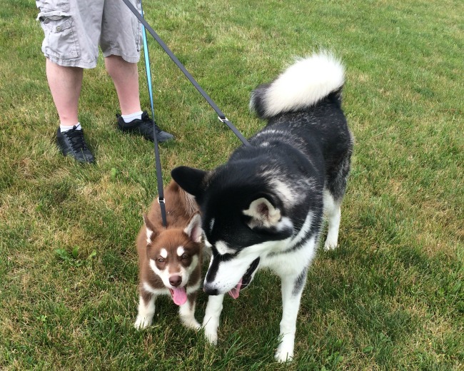 Thunder leash puppy