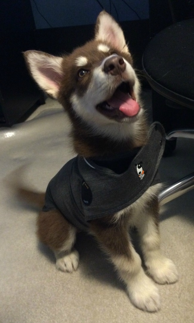 ThunderShirt 1