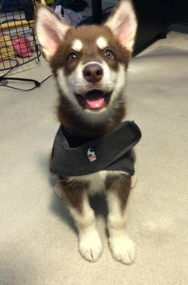 ThunderShirt 3