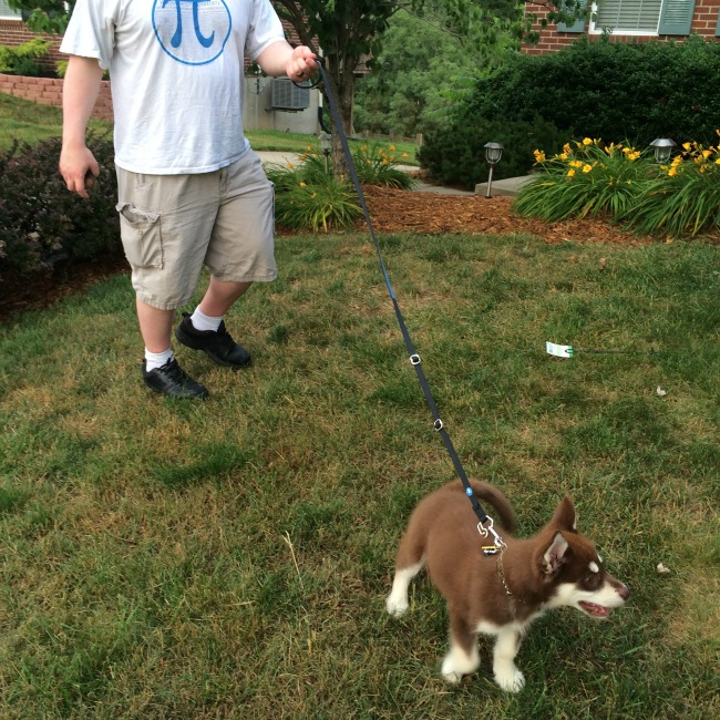 After three days on the ThunderLeash, Ivi doesn't pull using the leash as a traditional leash or as a no pull leash!