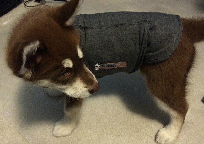 Thundershirt 2