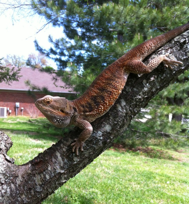Hyperion may be a bit of a show off...he's beautiful and knows it!