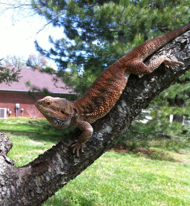 Hyperion may be a bit of a show off...he's beautiful and knows it! 