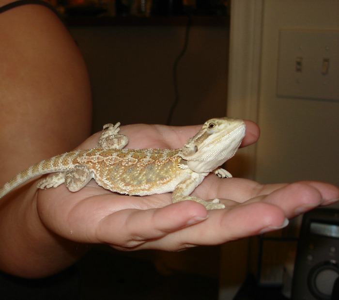 Planning on bringing home a bearded dragon as a new family pet? Learn what you need to buy to properly care for your bearded dragon here! #ReptileCare