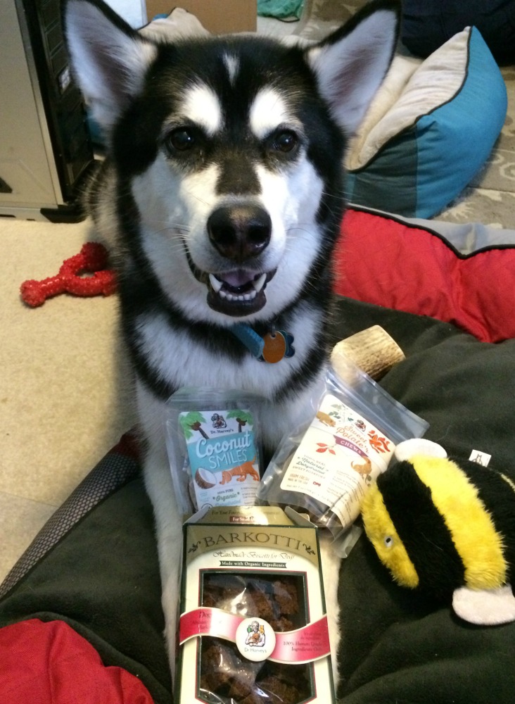 Looking for yummy natural treats for your favorite pup? See what we think of Dr Harvey's Coconut Smiles, Sweet Potate'r, Chews & Organic Barkotti treats here! 