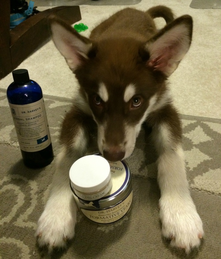 Looking for quality, all natural products perfect for puppies? Check out our 3 favorite Dr. Harvey's products for puppies here! 