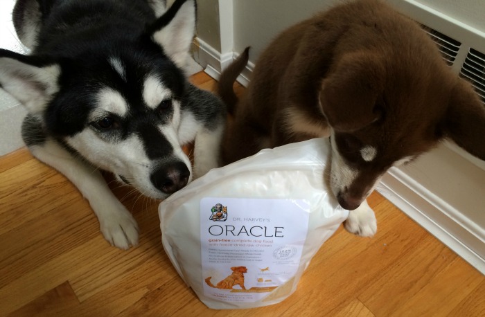 Looking for high quality, dehydrated raw dog food that is easy to make & dogs love? Read our Make Feeding Raw Easy with Dr Harvey's Oracle Dog Food Review here!