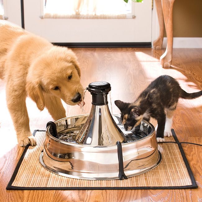 Looking for the perfect fountain for multi-dog household? See what we think of the Drinkwell 360 Multi-Pet Stainless Steel Fountain here! 