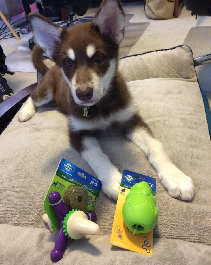 Looking for awesome toys to help your puppy survive the teething stage? See what we think of PetSafe's selection of Puppy Toys here! 