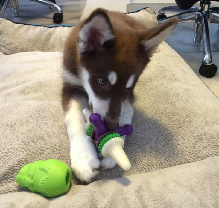 Looking for awesome toys to help your puppy survive the teething stage? See what we think of PetSafe's selection of Puppy Toys here! 