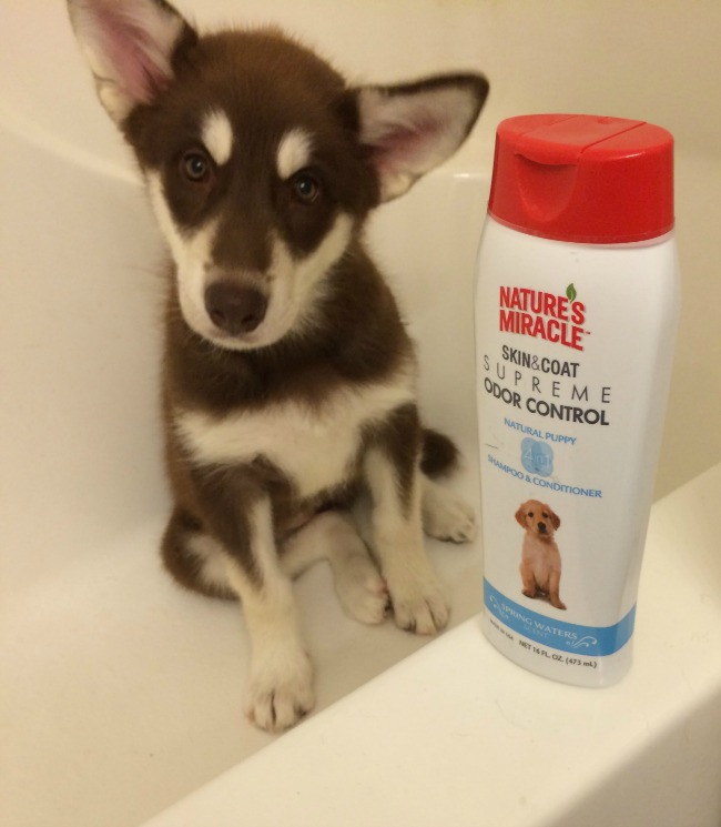 Trying to find a gentle, puppy shampoo that also conditions? See what we think of Nature's Miracle puppy shampoo here! 