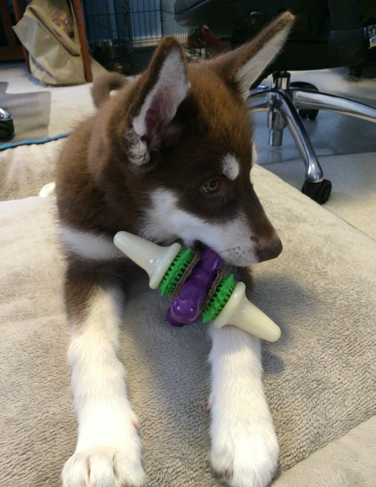 Looking for awesome toys to help your puppy survive the teething stage? See what we think of PetSafe's selection of Puppy Toys here! 