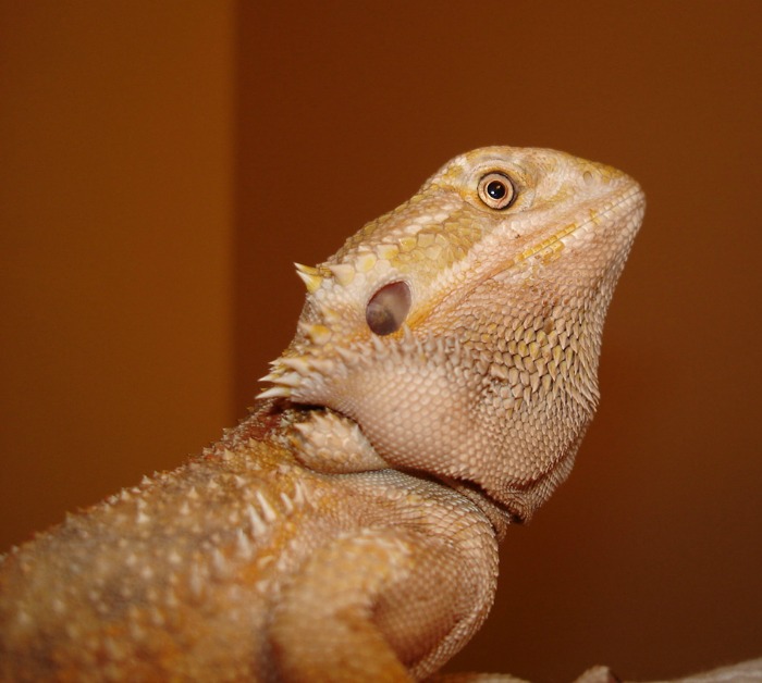 Planning on bringing home a bearded dragon as a new family pet? Learn what you need to buy to properly care for your bearded dragon here! #ReptileCare