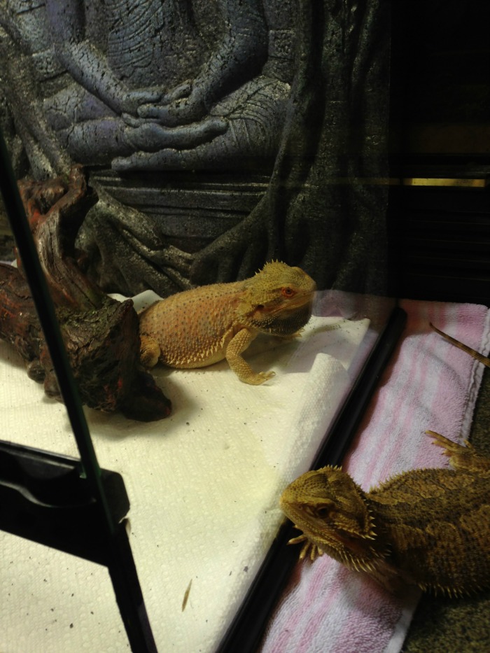 Planning on bringing home a bearded dragon as a new family pet? Learn what you need to buy to properly care for your bearded dragon here! #ReptileCare