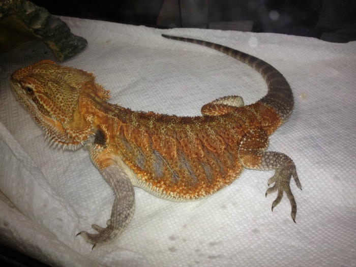 Planning on bringing home a bearded dragon as a new family pet? Learn what you need to buy to properly care for your bearded dragon here! #ReptileCare