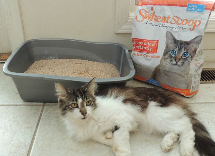 Looking for a clay-free kitty litter that is not only clumps but is good for the environment? See what we think of sWheat Scoop Kitty Litter here! 