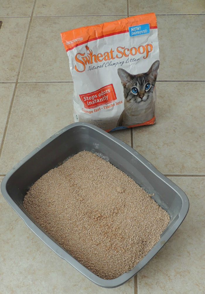 Looking for a clay-free kitty litter that is not only clumps but is good for the environment? See what we think of sWheat Scoop Kitty Litter here! 