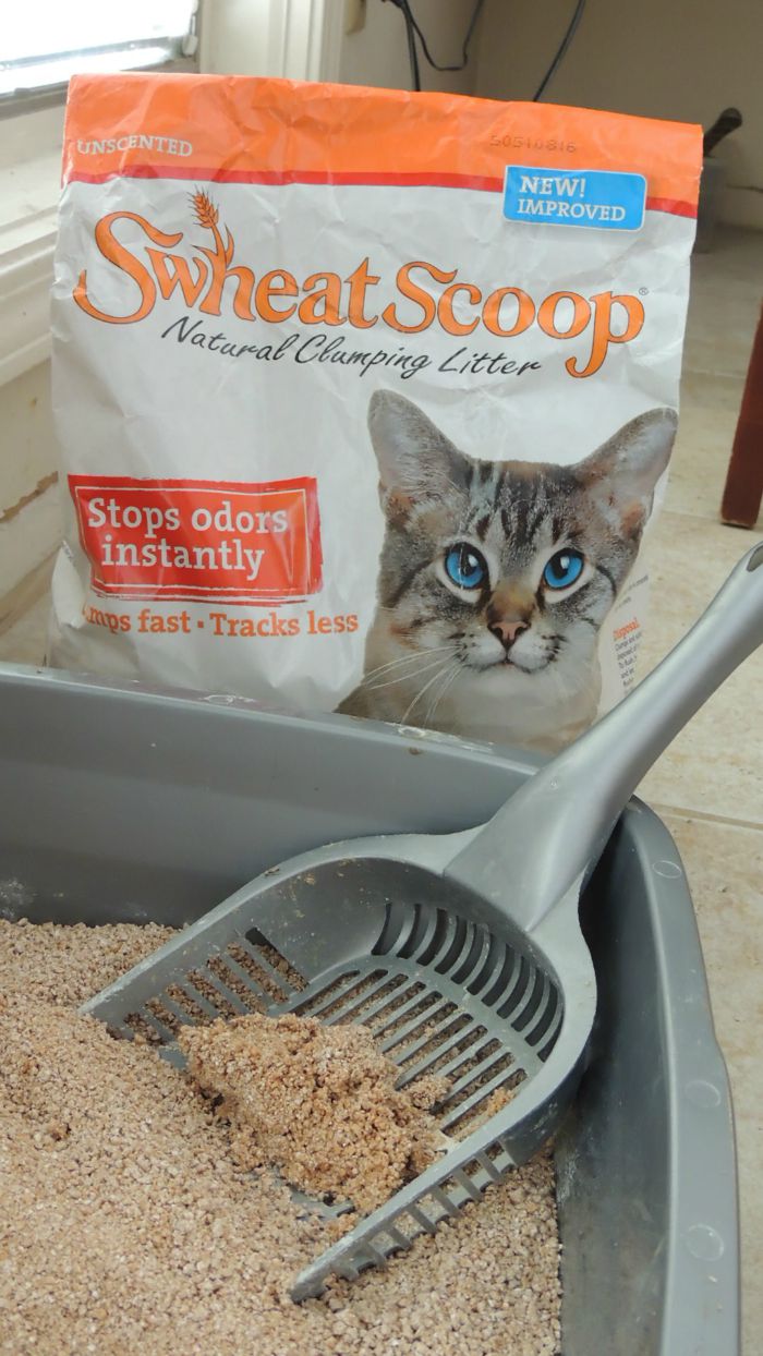 Looking for a clay-free kitty litter that is not only clumps but is good for the environment? See what we think of sWheat Scoop Kitty Litter here! 