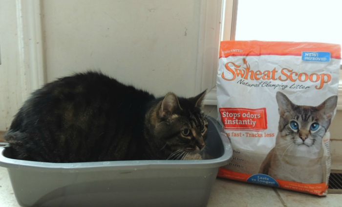 Looking for a clay-free kitty litter that is not only clumps but is good for the environment? See what we think of sWheat Scoop Kitty Litter here! 