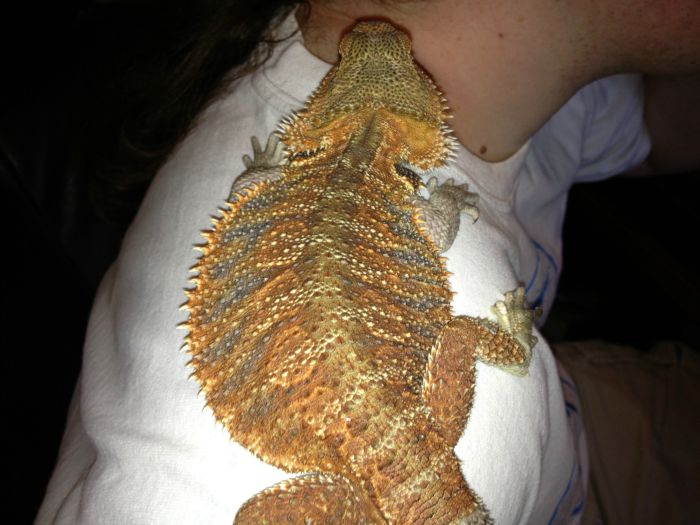 Considering adding a bearded dragon or other reptile to your family? See our own experience with reptile care & reptile ownership here! #ReptileCare